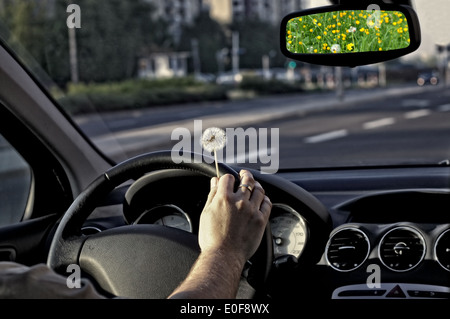 La febbre da fieno tra driver Foto Stock