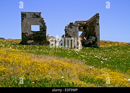 La rovina di un edificio in un prato con dei fiori vicino a Pedra da Atalaia in Algarve, PORTOGALLO Foto Stock