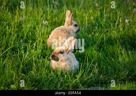 Due simpatici coniglietti o conigli in erba. Foto Stock