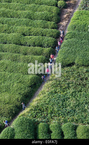 (140512) -- ANXI, 12 maggio 2014 (Xinhua) -- i bambini a piedi attraverso un tea garden in Anxi County, a sud-est della Cina di provincia del Fujian, Sett. 28, 2013. Anxi ha oltre 40.000 ettari di giardini di tè, con una produzione annua di circa 68.000 tonnellate di tè. Circa 800.000 Anxi persone sono coinvolte nella industria del tè. (Xinhua/Jiang Kehong) (WF) Foto Stock