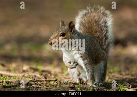 Scoiattolo grigio close-up Foto Stock