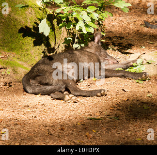 Un giovane lupo in un giardino zoologico tedesco Foto Stock