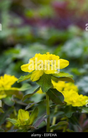 Euphorbia fiori in un giardino inglese. Foto Stock