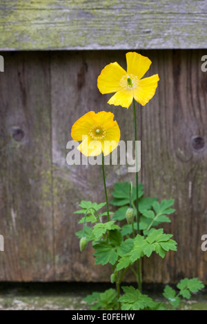 Meconopsis cambrica crescendo in un cottage inglese il giardino. Foto Stock