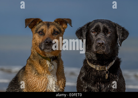 Cani bagnati Foto Stock