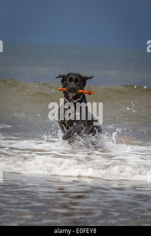 Il labrador nero il recupero di un bastone Foto Stock