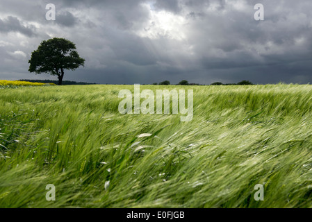 Il vento soffia attraverso un campo di grano in Tollerton, Nottinghamshire England Regno Unito Foto Stock