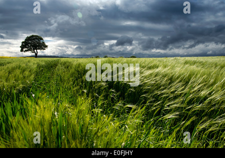 Il vento soffia attraverso un campo di grano in Tollerton, Nottinghamshire England Regno Unito Foto Stock