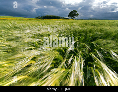 Il vento soffia attraverso un campo di grano in Tollerton, Nottinghamshire England Regno Unito Foto Stock