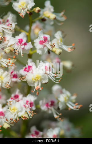 Ippocastano: Aesculus hippocastanum. Fiori in primavera. Surrey, Inghilterra Foto Stock