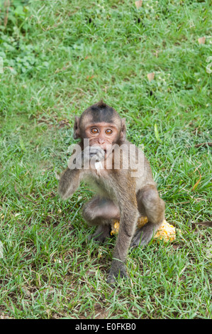 Baby lunga coda Macaque o Macachi mangiatori di granchi (Macaca fascicularis), Tailandia, Asia Foto Stock