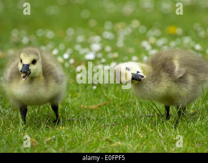 Billingham, Regno Unito. Il 12 maggio 2014. Curioso di Oche del Canada pulcini alimentare nei pressi di Charlton stagno a Billingham, a nord-est dell' Inghilterra, Regno Unito Credito: ALANDAWSONPHOTOGRAPHY/Alamy Live News Foto Stock