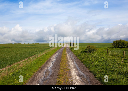 Un umido fattoria di campagna via che corre attraverso i campi di grano sul Yorkshire wolds sotto un nuvoloso cielo blu in primavera. Foto Stock