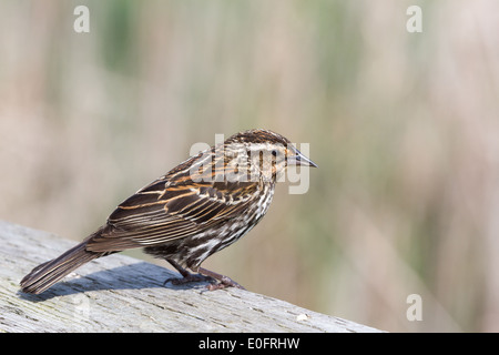 Rosso-winged Blackbird femmina, molla in BC Canada Foto Stock