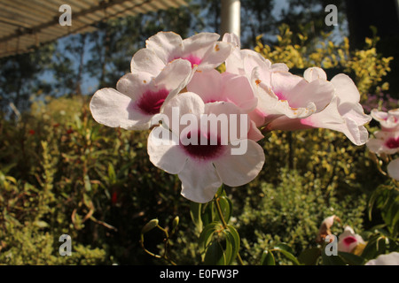 MORNING GLORY Foto Stock