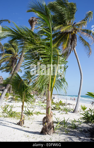 Le palme sulla spiaggia di Tulum in Messico soffiando dolcemente nella brezza contro un luminoso cielo blu Foto Stock