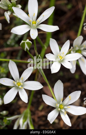 Fiori di Primavera fioritura Stella di Betlemme, Ornithogalum umbellatum Foto Stock