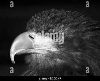 Aquila marina dalla coda bianca catturata al centro degli uccelli rapaci di Kielder Foto Stock