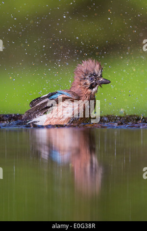 Eurasian Jay (Garrulus glandarius) la balneazione in una foresta in piscina Foto Stock