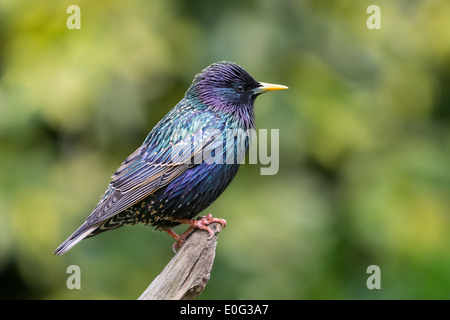 Starling comune (sturnus vulgaris) appollaiato su un ramo Foto Stock