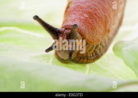 Uno slug si muove su un foglio di insalata, Eine Nacktschnecke kriecht auf einem Salatblatt Foto Stock