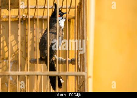 Rosso-whiskered Bulbul (Pycnonotus jocosus) nella gabbia per uccelli Foto Stock