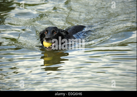 Deutscher Schäferhund (Canis lupus f. familiaris) Tedesco cane pastore • Wassertrüdingen, Bayern, Deutschland Foto Stock