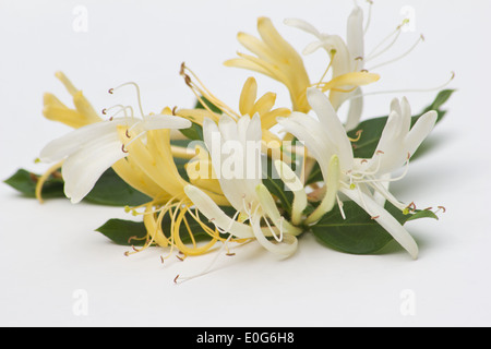 Caprifoglio giapponese (Lonicera japonica) su sfondo bianco Foto Stock