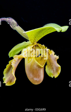 Close-up di un verde Paphiopedilum orchid fiore. Foto Stock