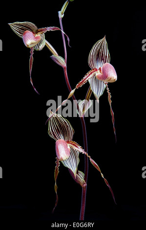 Tre Paphiopedilum fiori di orchidea. Foto Stock