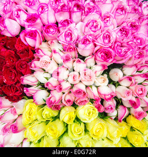 Bellissime rose con gocce di pioggia closeup Foto Stock