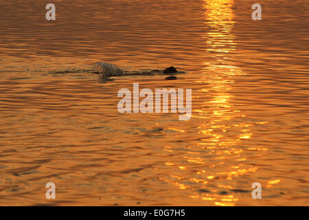 Varanasi (India). 13 Maggio, 2014. Un uomo nuota nel fiume Gange come il sole sorge in Varanasi, Uttar Pradesh, India, 13 maggio 2014. Credito: Zheng Huansong/Xinhua/Alamy Live News Foto Stock