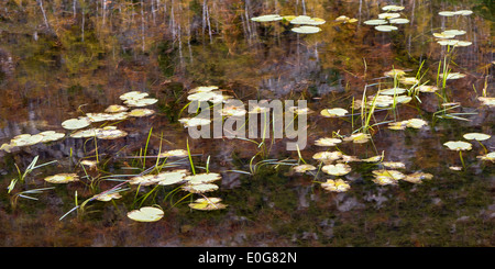 Lillies acqua in uno stagno parco nazionale di Acadia nel Maine usa Foto Stock