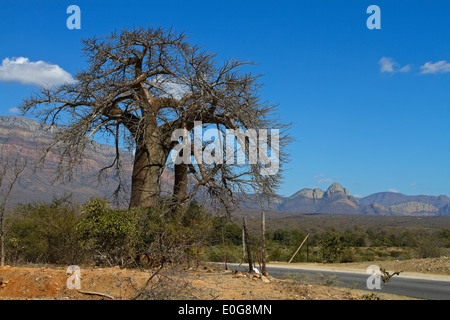 Baobab (Adansonia digitata) senza foglie, Limpopo, Sud Africa Foto Stock