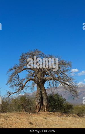 Baobab (Adansonia digitata) senza foglie, Limpopo, Sud Africa Foto Stock