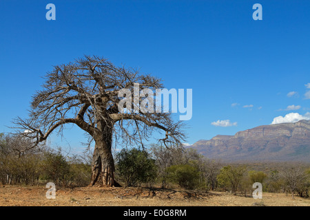 Baobab (Adansonia digitata) senza foglie, Limpopo, Sud Africa Foto Stock