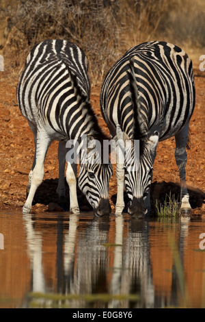 Due Burchell's zebre (Equus quagga burchelli) acqua potabile a waterhole Polokwane Game Reserve, Limpopo, Foto Stock