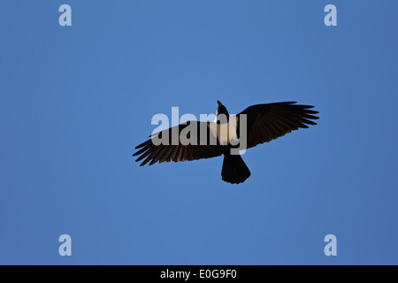 Pied Crow (Corvus albus) in volo. Polokwane Game Reserve, Limpopo, Foto Stock