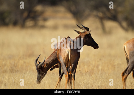 Due teste tsessebe comune (Damaliscus lunatus ssp. lunatus), Polokwane Game Reserve, Limpopo, Foto Stock