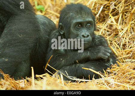 Giovani pianura gorilla seduto accanto a mamma Foto Stock