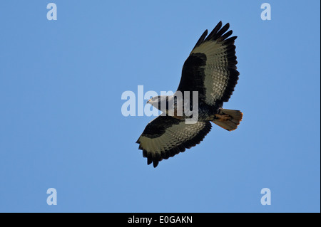 Jackal Poiana (Buteo rufofuscus) in volo visto da sotto, Limpopo, Sud Africa Foto Stock