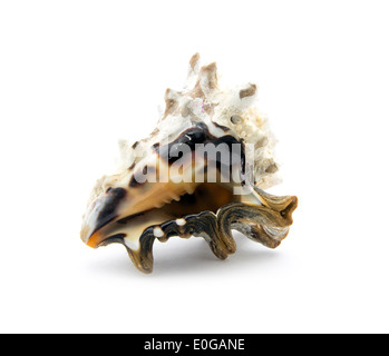 Vecchia conchiglia di mare isolato su sfondo bianco Foto Stock