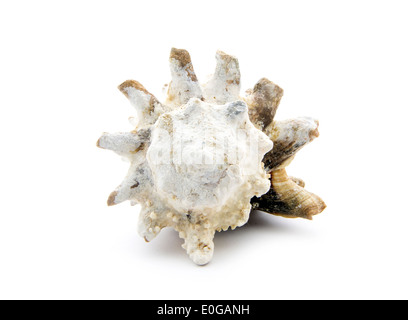 Vecchia conchiglia di mare isolato su sfondo bianco Foto Stock