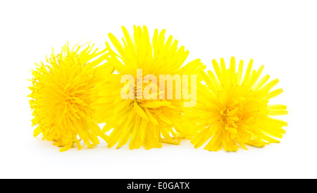 Il giallo dei fiori di tarassaco isolati su sfondo bianco Foto Stock