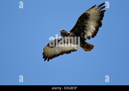 Jackal Poiana (Buteo rufofuscus) in volo visto da sotto, Limpopo, Sud Africa Foto Stock