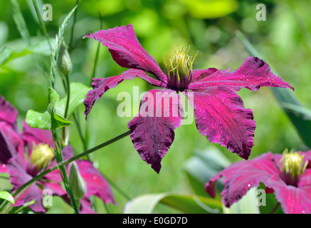 Deep Purple clematis fiori nel giardino Foto Stock