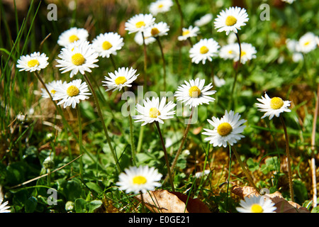 Daisy (Bellis perennis) nella luce del sole di primavera. Foto Stock