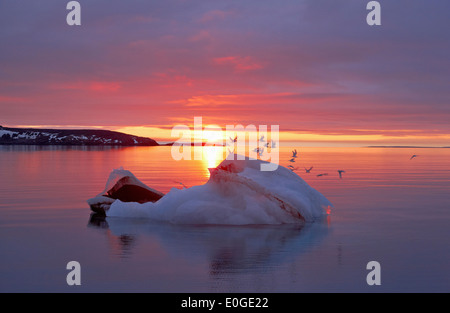 I gabbiani, nero-gambe, Kittiwake volando sopra un iceberg con il sole di mezzanotte, Hinlopenstretet, Svalbard, Mare Artico, Norvegia, Euro Foto Stock