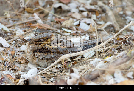 Collo rosso nightjar Caprimulgus ruficollis sono ' appollaiati durante il giorno presso La Janda Andalusia Spagna durante il mese di settembre Foto Stock