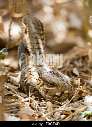 Collo rosso nightjar Caprimulgus ruficollis sono ' appollaiati durante il giorno presso La Janda Andalusia Spagna durante il mese di settembre Foto Stock